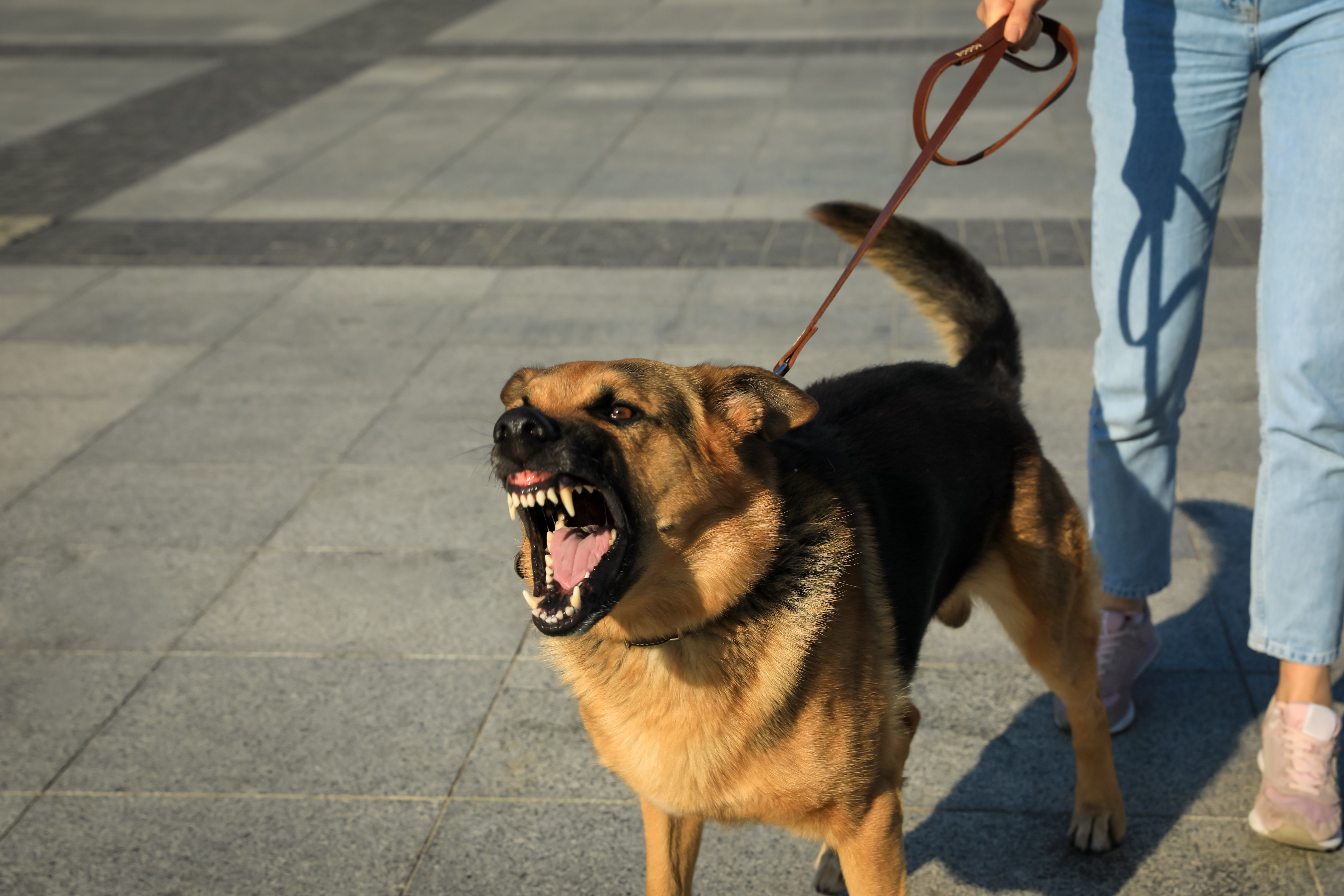 Aggressive dog on leash
